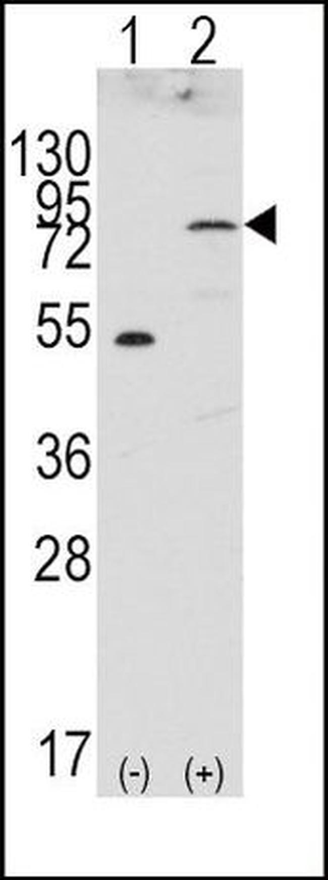 FGFR4 Antibody in Western Blot (WB)