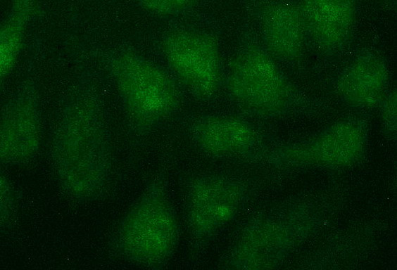 FGG Antibody in Immunocytochemistry (ICC/IF)