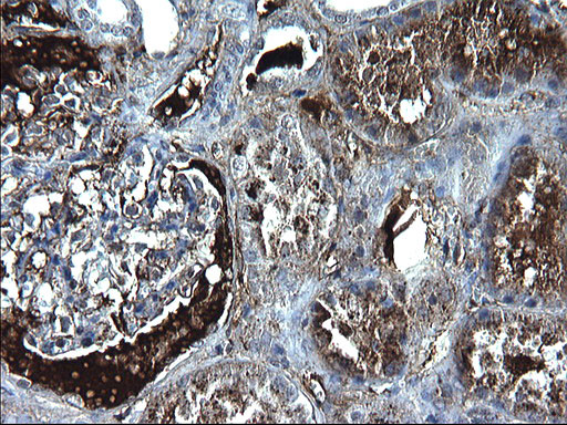 FGG Antibody in Immunohistochemistry (Paraffin) (IHC (P))