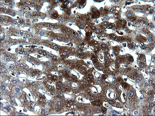 FGG Antibody in Immunohistochemistry (Paraffin) (IHC (P))