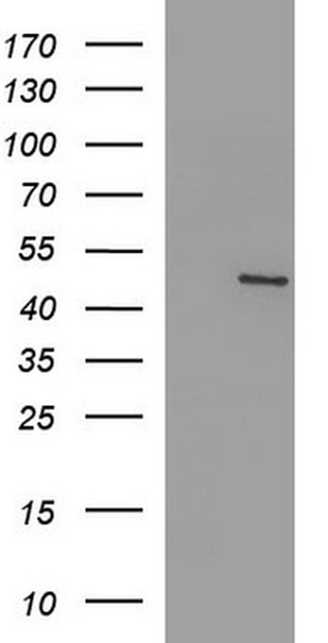 FGG Antibody in Western Blot (WB)