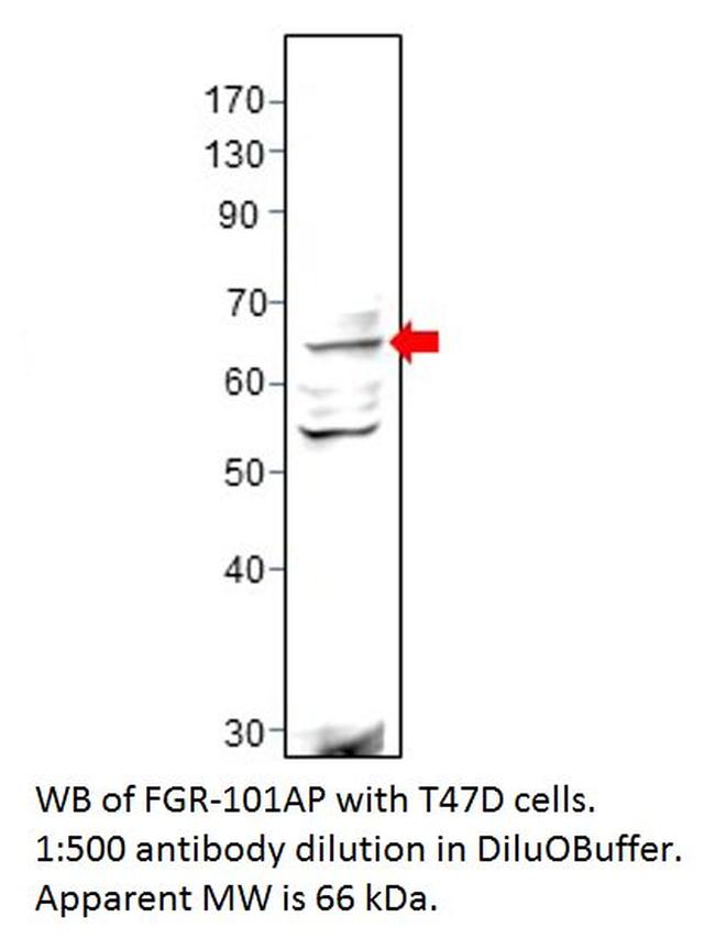 FGR Antibody in Western Blot (WB)