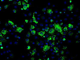 FH Antibody in Immunocytochemistry (ICC/IF)