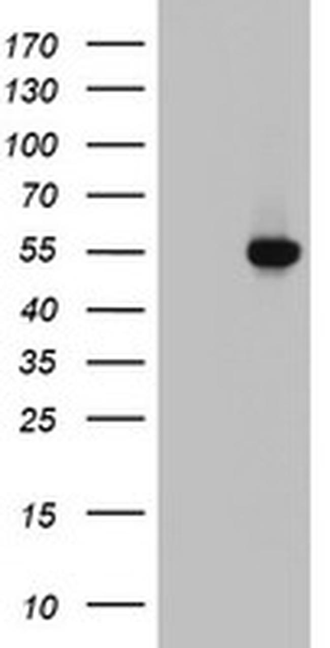 FICD Antibody in Western Blot (WB)