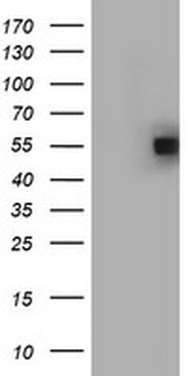 FICD Antibody in Western Blot (WB)