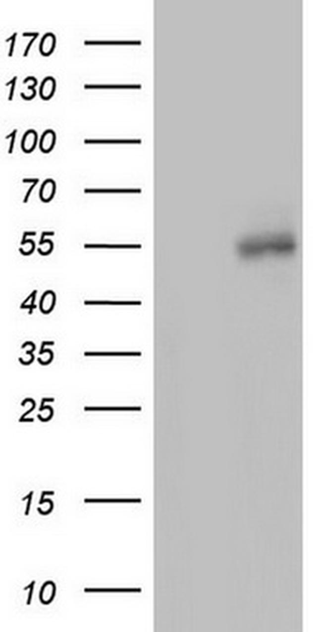 FICD Antibody in Western Blot (WB)
