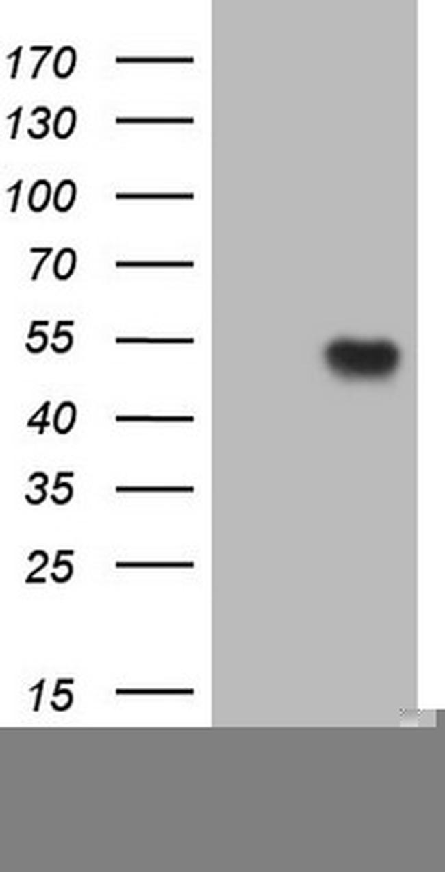 FIGF Antibody in Western Blot (WB)