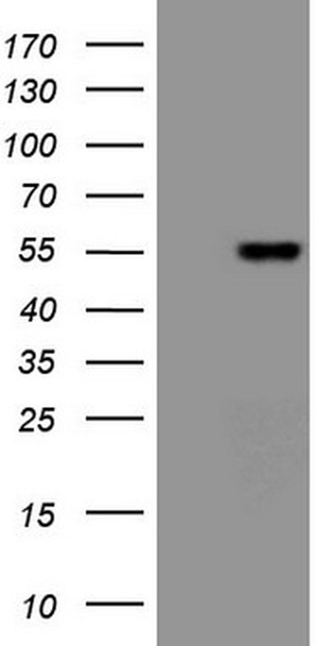 FIGF Antibody in Western Blot (WB)