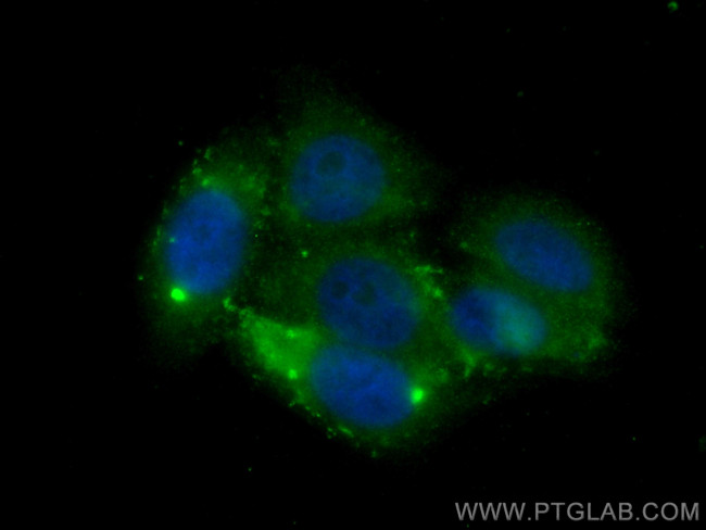 APOA4 Antibody in Immunocytochemistry (ICC/IF)