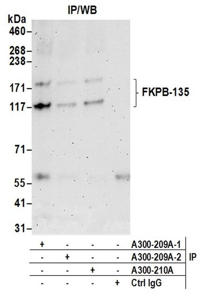 FKBP-135 Antibody in Western Blot (WB)
