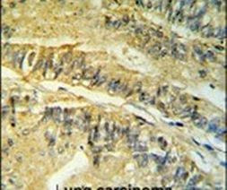 FKBP2 Antibody in Immunohistochemistry (IHC)