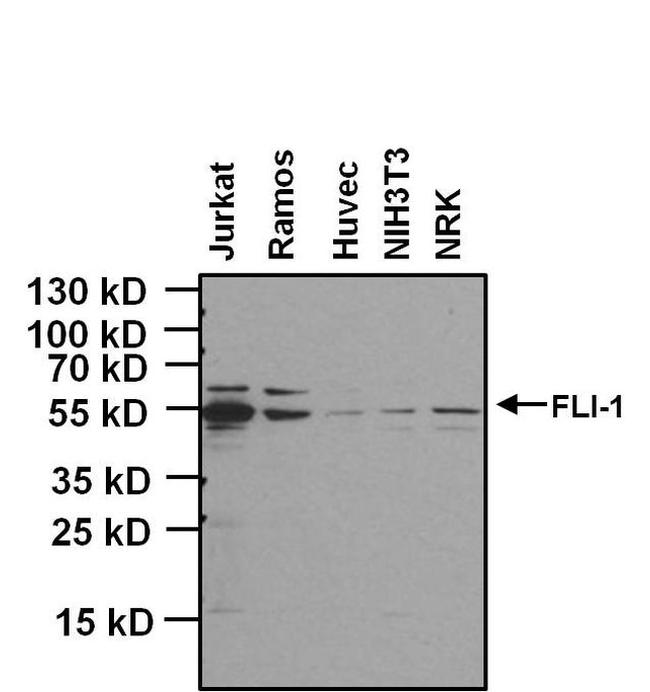 FLI1 Antibody in Western Blot (WB)