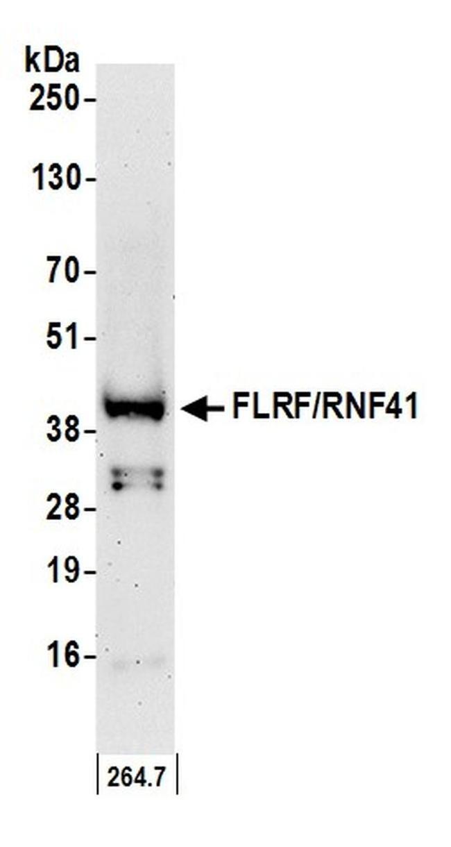 FLRF/RNF41 Antibody in Western Blot (WB)
