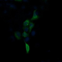FNDC4 Antibody in Immunocytochemistry (ICC/IF)