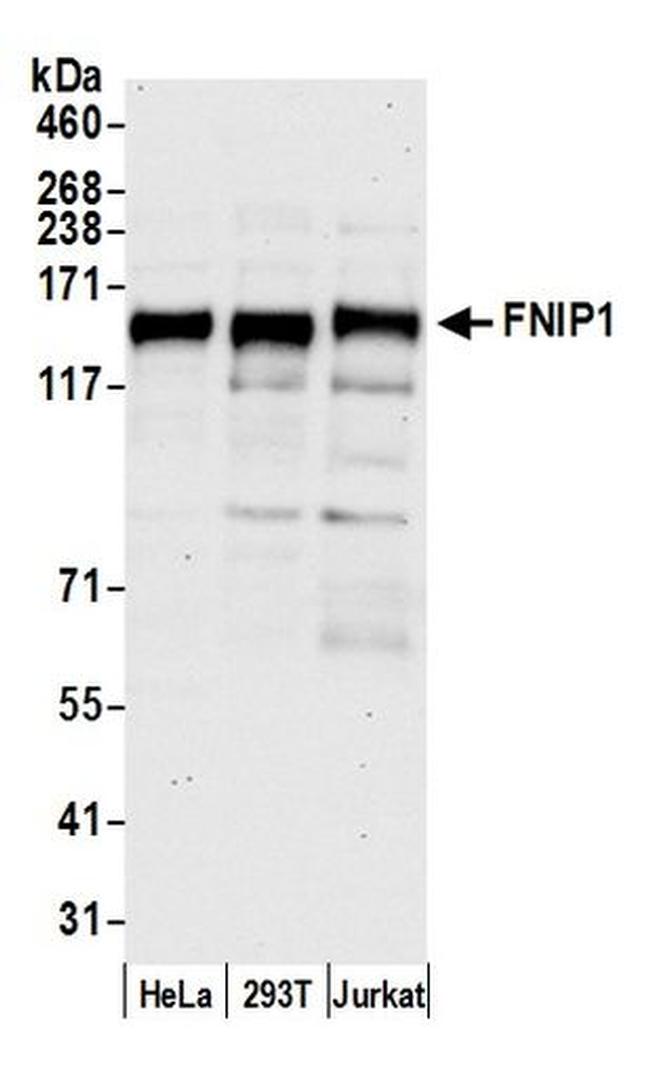FNIP1 Antibody in Western Blot (WB)