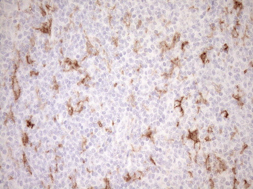 FOLR2 Antibody in Immunohistochemistry (Paraffin) (IHC (P))