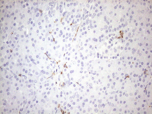 FOLR2 Antibody in Immunohistochemistry (Paraffin) (IHC (P))