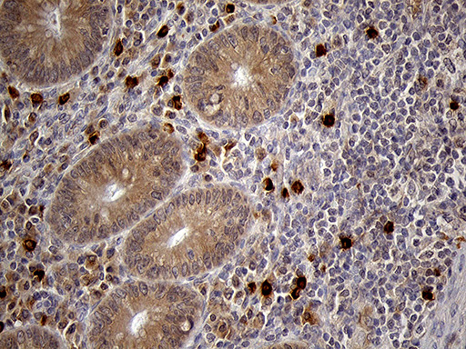 FOLR3 Antibody in Immunohistochemistry (Paraffin) (IHC (P))