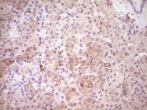 FOS Antibody in Immunohistochemistry (Paraffin) (IHC (P))