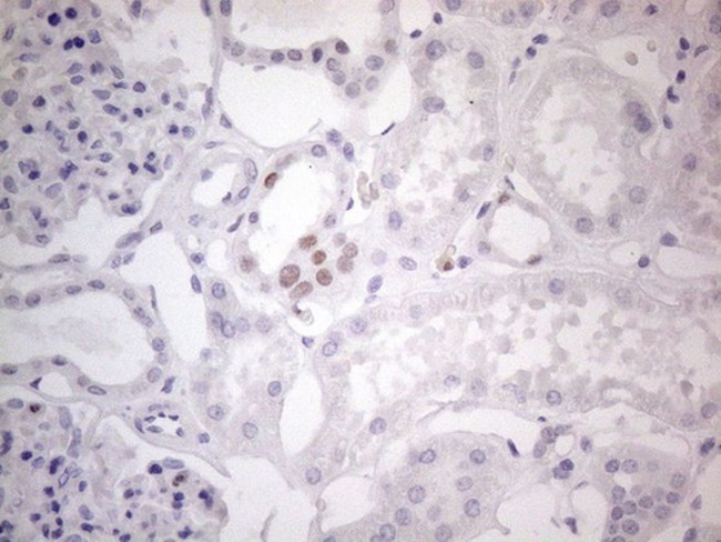 FOS Antibody in Immunohistochemistry (Paraffin) (IHC (P))
