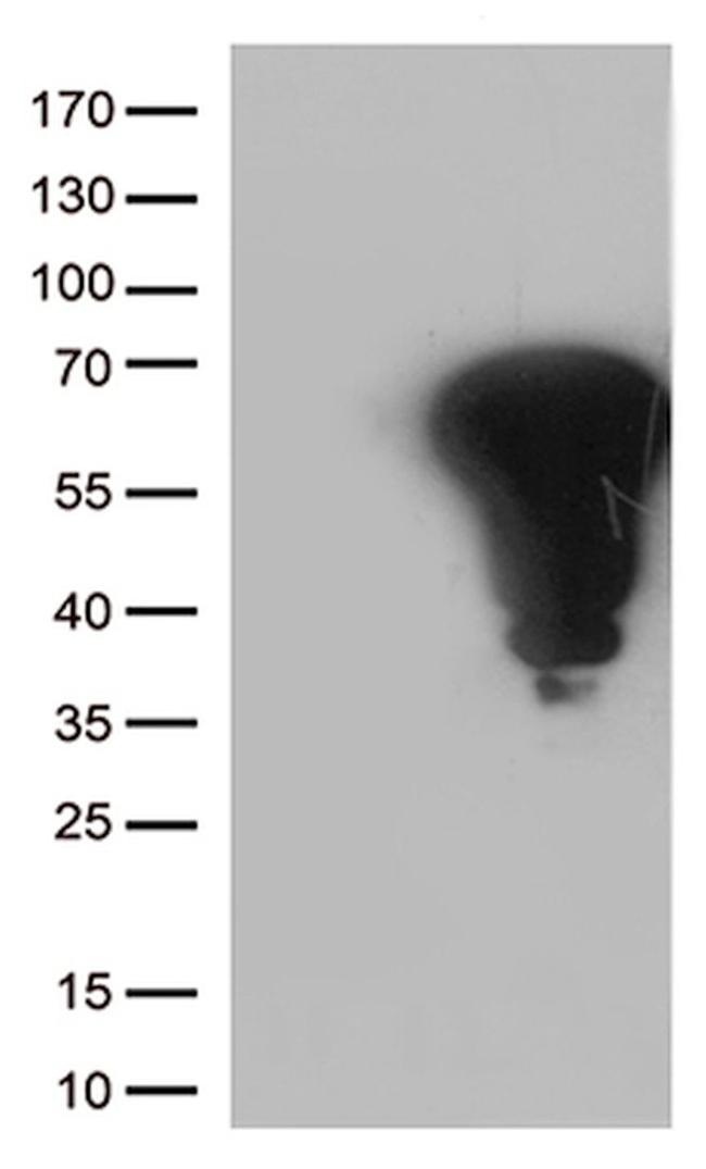 FOS Antibody in Western Blot (WB)
