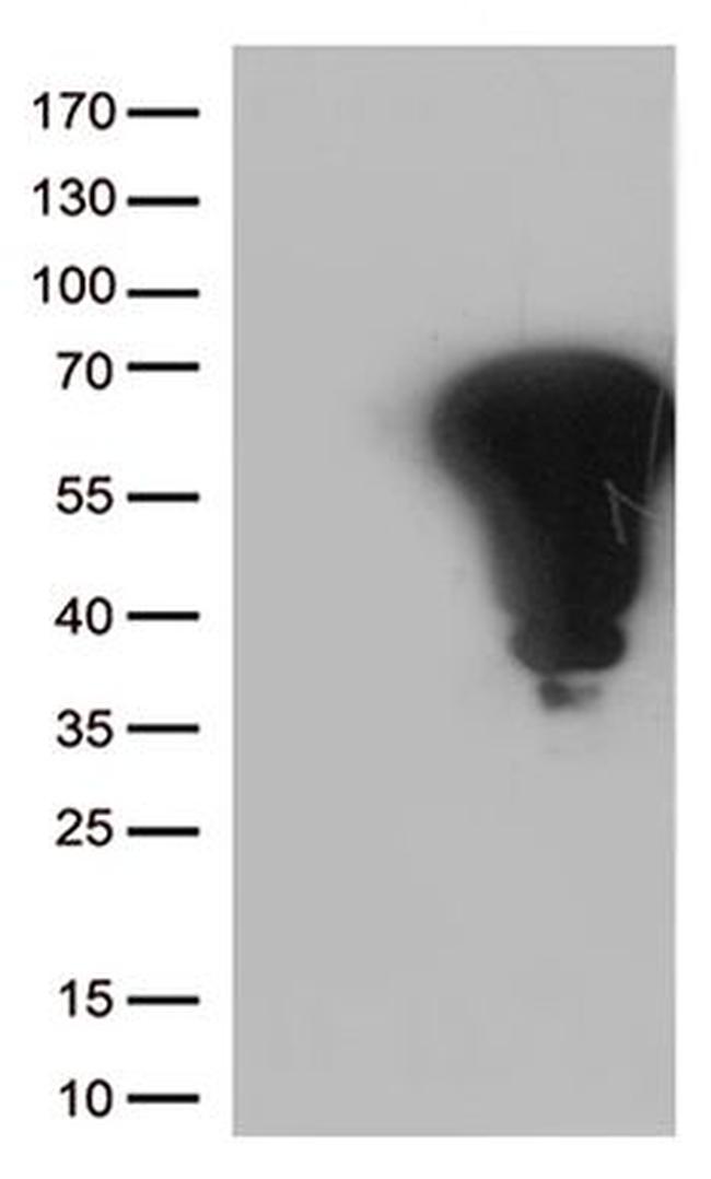 FOS Antibody in Western Blot (WB)