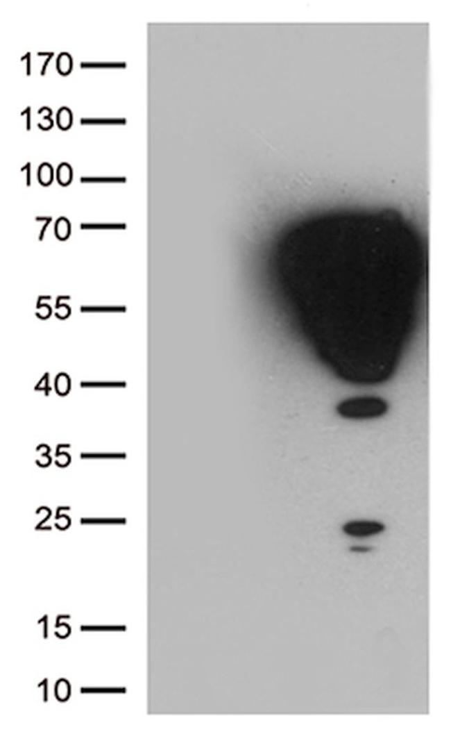 FOS Antibody in Western Blot (WB)
