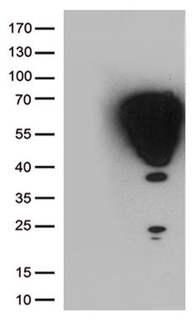 FOS Antibody in Western Blot (WB)