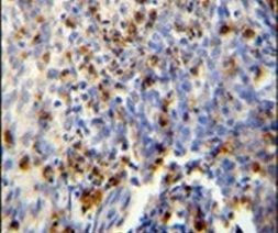 Fra2 Antibody in Immunohistochemistry (IHC)