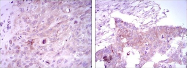 FOXD3 Antibody in Immunohistochemistry (Paraffin) (IHC (P))
