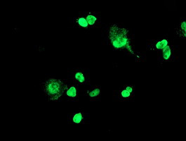 FOXI1 Antibody in Immunocytochemistry (ICC/IF)