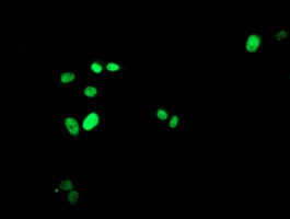 FOXI1 Antibody in Immunocytochemistry (ICC/IF)