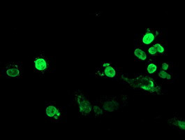 FOXI1 Antibody in Immunocytochemistry (ICC/IF)