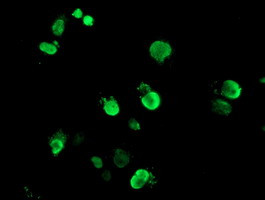 FOXI1 Antibody in Immunocytochemistry (ICC/IF)