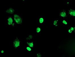 FOXI1 Antibody in Immunocytochemistry (ICC/IF)