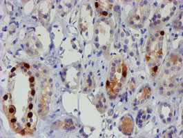 FOXI1 Antibody in Immunohistochemistry (Paraffin) (IHC (P))
