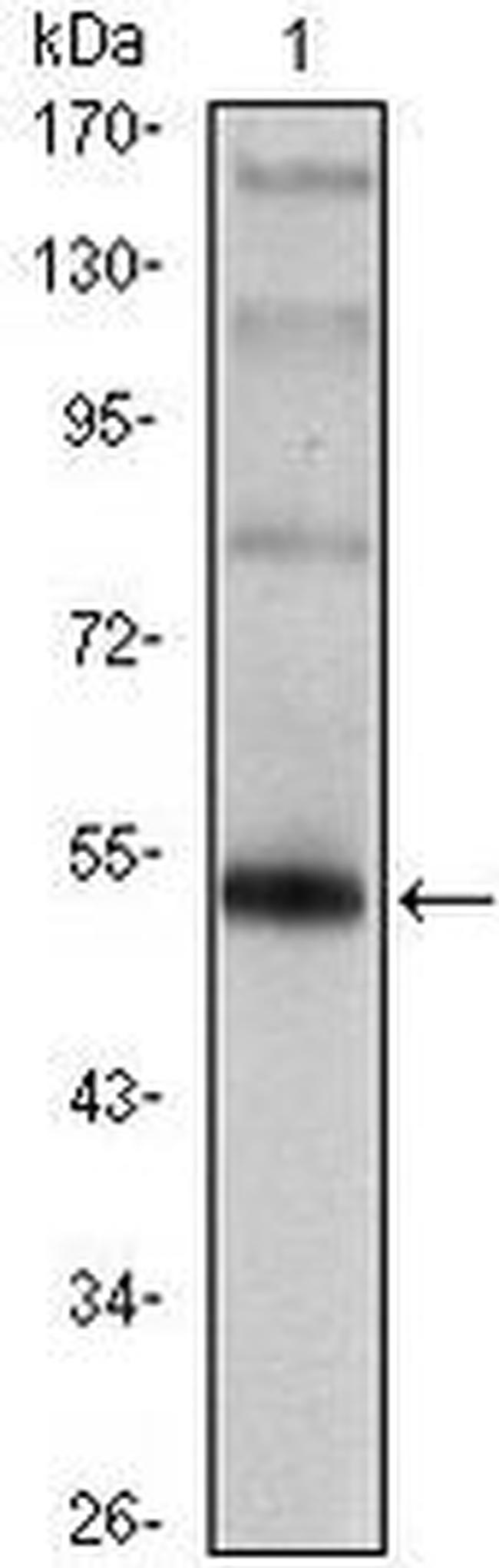 FOXP3 Antibody in Western Blot (WB)