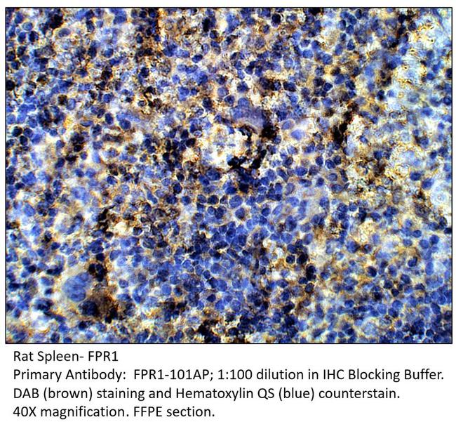 FPR1 Antibody in Immunohistochemistry (Paraffin) (IHC (P))