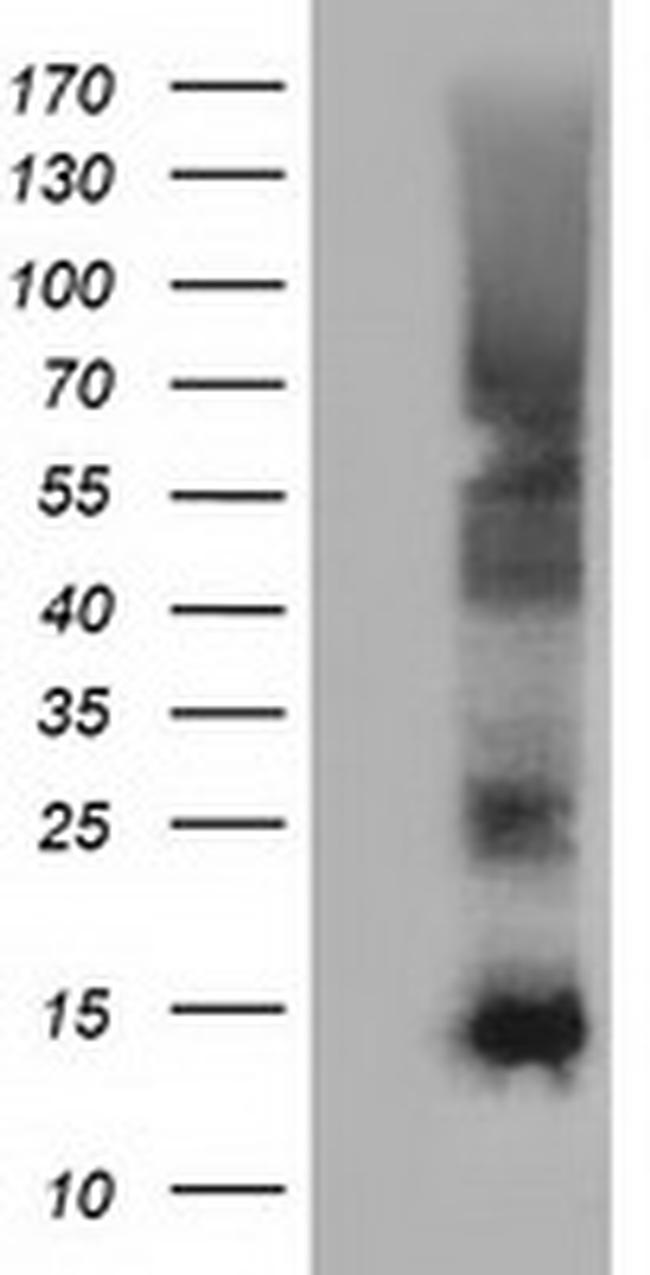 FSHB Antibody in Western Blot (WB)