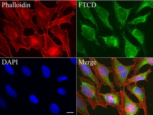 FTCD Antibody in Immunocytochemistry (ICC/IF)