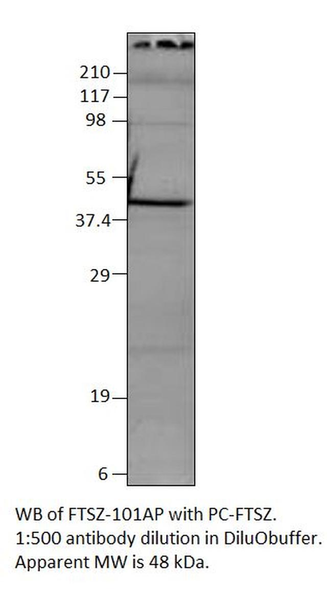 FtsZ Antibody in Western Blot (WB)