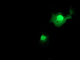FXN Antibody in Immunocytochemistry (ICC/IF)