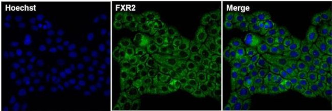 FXR2 Antibody in Immunocytochemistry (ICC/IF)