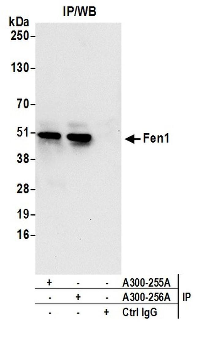 FEN Antibody