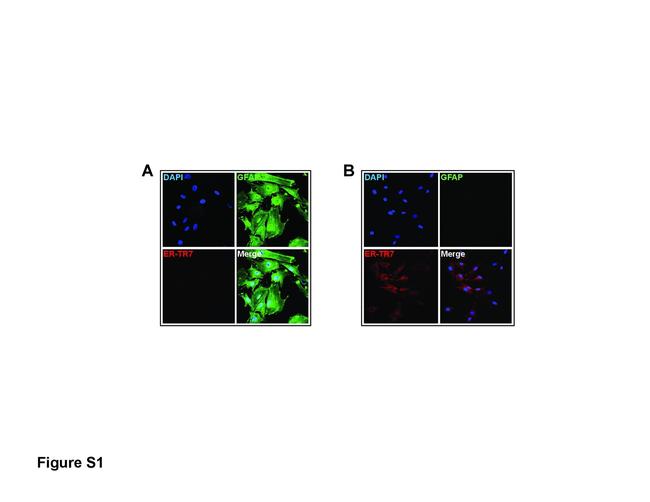 Fibroblasts Antibody in Immunocytochemistry (ICC/IF)