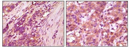 Fibulin 5 Antibody in Immunohistochemistry (Paraffin) (IHC (P))