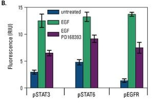 In-Cell ELISA Kit, Near Infrared