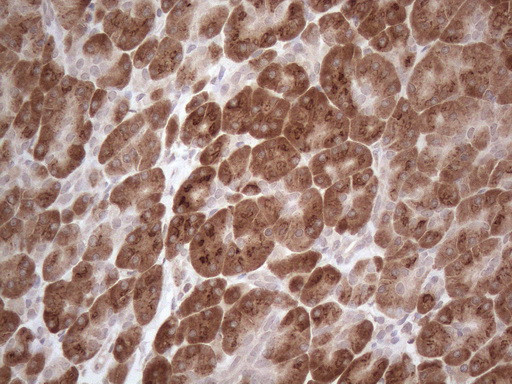 GABRA5 Antibody in Immunohistochemistry (Paraffin) (IHC (P))