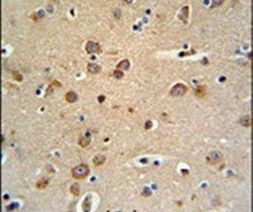 GABRG3 Antibody in Immunohistochemistry (IHC)