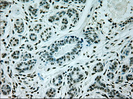 GAD1 Antibody in Immunohistochemistry (Paraffin) (IHC (P))